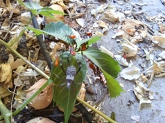 Coreoidea