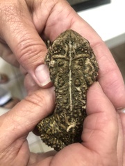 Anaxyrus houstonensis