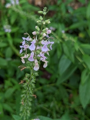 Teucrium canadense