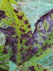 Mycosphaerella effigurata