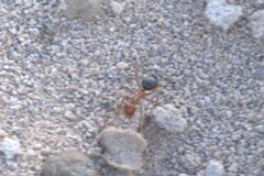 Endiodioctes