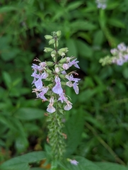 Teucrium canadense