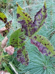 Mycosphaerella effigurata