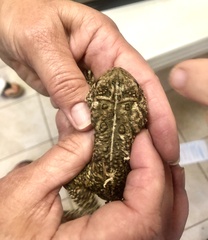 Anaxyrus houstonensis
