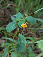 Impatiens capensis