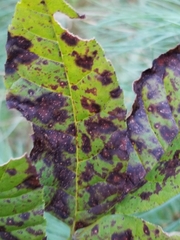 Mycosphaerella effigurata