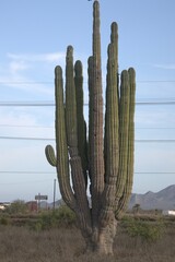 Pachycereus pringlei