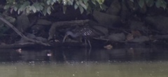 Aramus guarauna