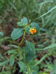 Impatiens capensis