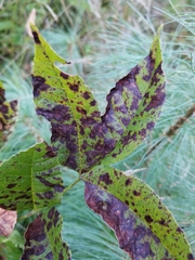 Mycosphaerella effigurata