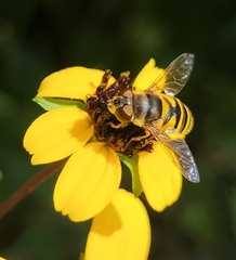 Eristalis transversa
