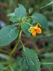 Impatiens capensis