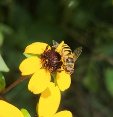 Eristalis transversa
