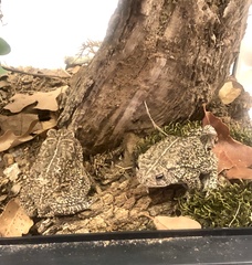 Anaxyrus houstonensis