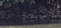 Aramus guarauna