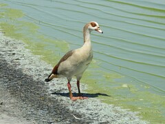 Alopochen aegyptiaca