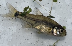 Cheirodon interruptus