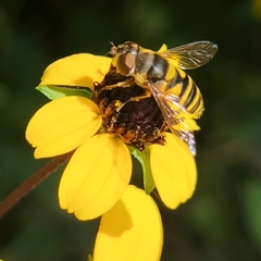 Eristalis transversa