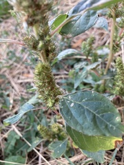 Amaranthus retroflexus