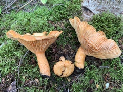 Lactarius thyinos