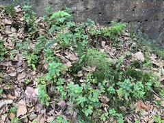 Galinsoga parviflora