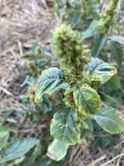 Amaranthus retroflexus