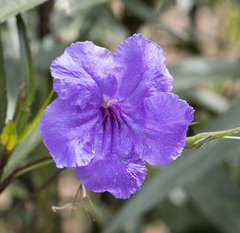 Ruellia