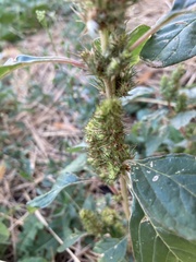 Amaranthus retroflexus