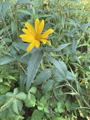 Helianthus divaricatus