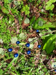 Clintonia udensis