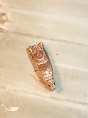 Sonia canadana