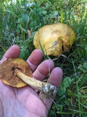 Suillus americanus