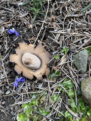 Geastrum