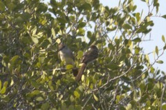 Myiarchus