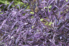 Tradescantia pallida