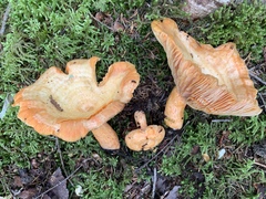 Lactarius thyinos