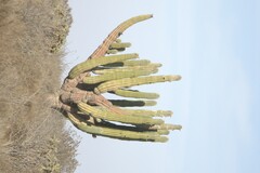 Pachycereus pringlei