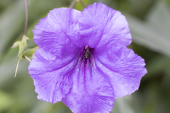 Ruellia