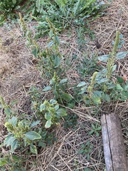 Amaranthus retroflexus