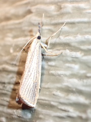 Agriphila vulgivagellus