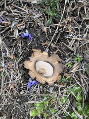 Geastrum