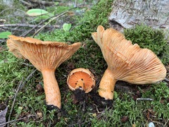 Lactarius thyinos
