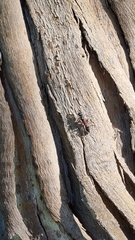 Myrmecia