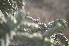 Cylindropuntia