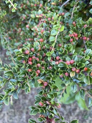 Cotoneaster horizontalis