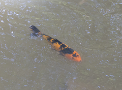 Cyprinus rubrofuscus