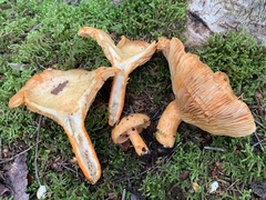 Lactarius thyinos