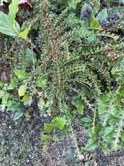 Cotoneaster horizontalis