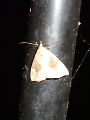 Hypena manalis