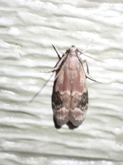 Euzophera semifuneralis